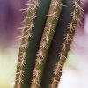 Escontria_chiotilla_1